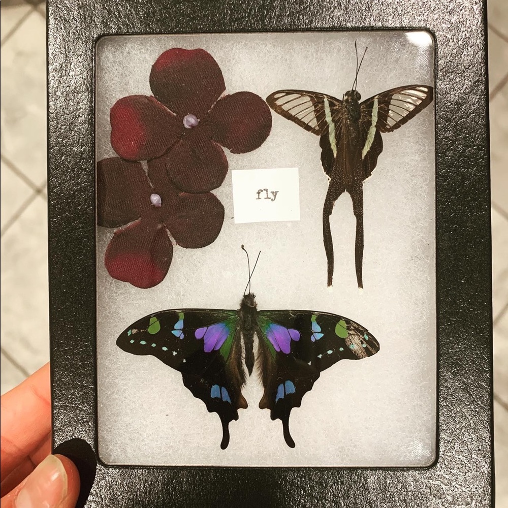Pinned Butterfly Collage